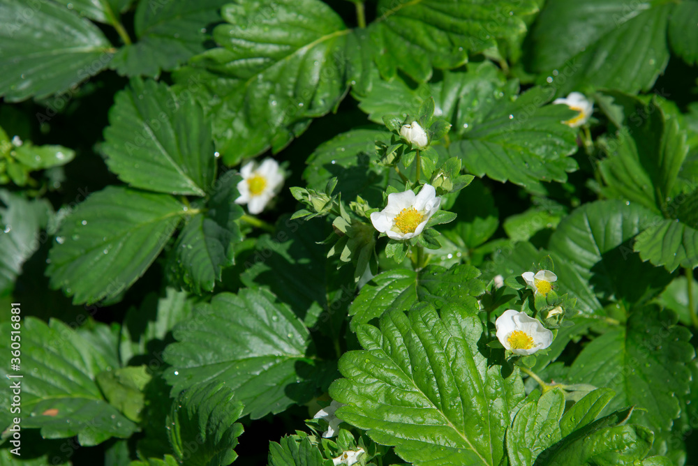 Background of blooming white flowers of strawberries and green leaves. Background of blooming white flowers of strawberries and green leaves.