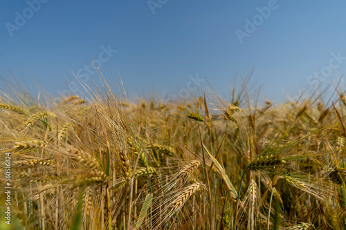 Close up of a cornfield against a field background on a beautiful summer day.