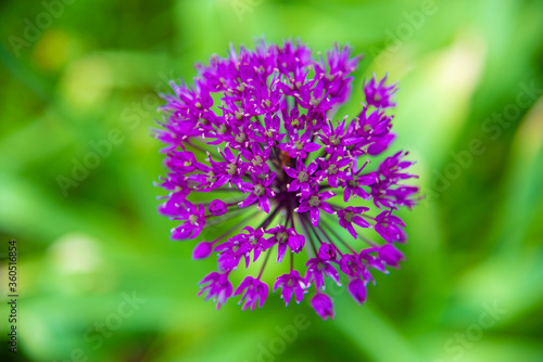 Close-up of a flower of a spherical lilac decorative bow.