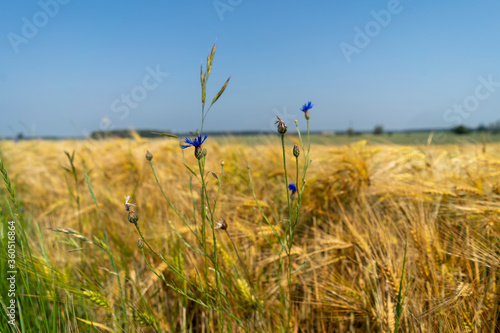 Close up of a cornfield against a field background on a beautiful summer day.