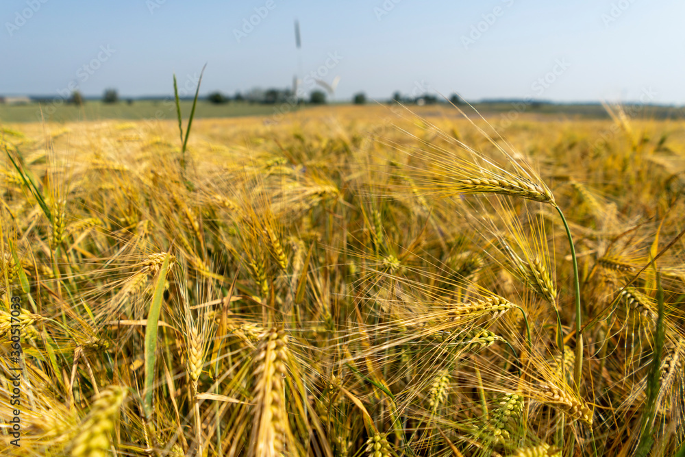 Fototapeta premium Close up of a cornfield against a field background on a beautiful summer day.