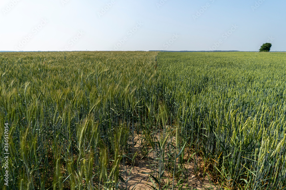 
213/5000
Ripe gooseberries on the bush
Blue flowers in the crop. Beautiful countryside panorama during the summer

Violet phacelia flowers

Red poppies in the field

Copse

Young corn field

dirt roa