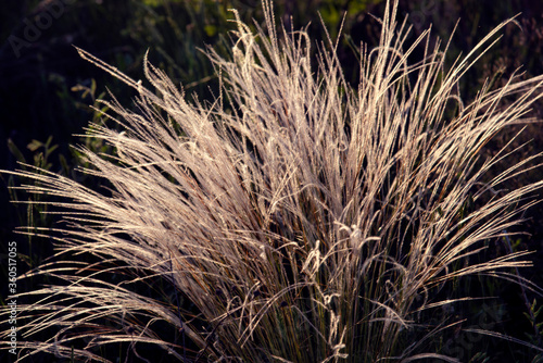 Abstract background. White silver grass glows in the sunset light. Feather grass.