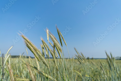 Close up of a cornfield against a field background on a beautiful summer day.