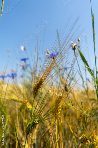 Close up of forget-me-nots on a grain stand against a field background on a beautiful summer day.