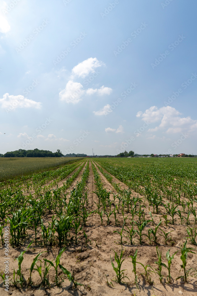 Young corn field