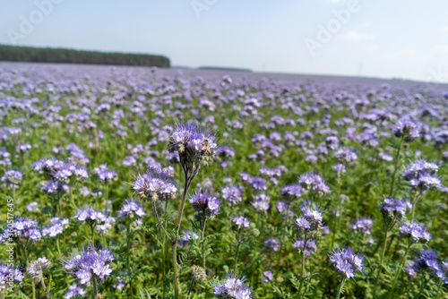 Violet phacelia flowers