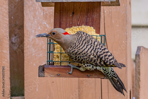 Bild auf Leinwand Northern Flicker woodpecker bird perched on suet feeder by fence