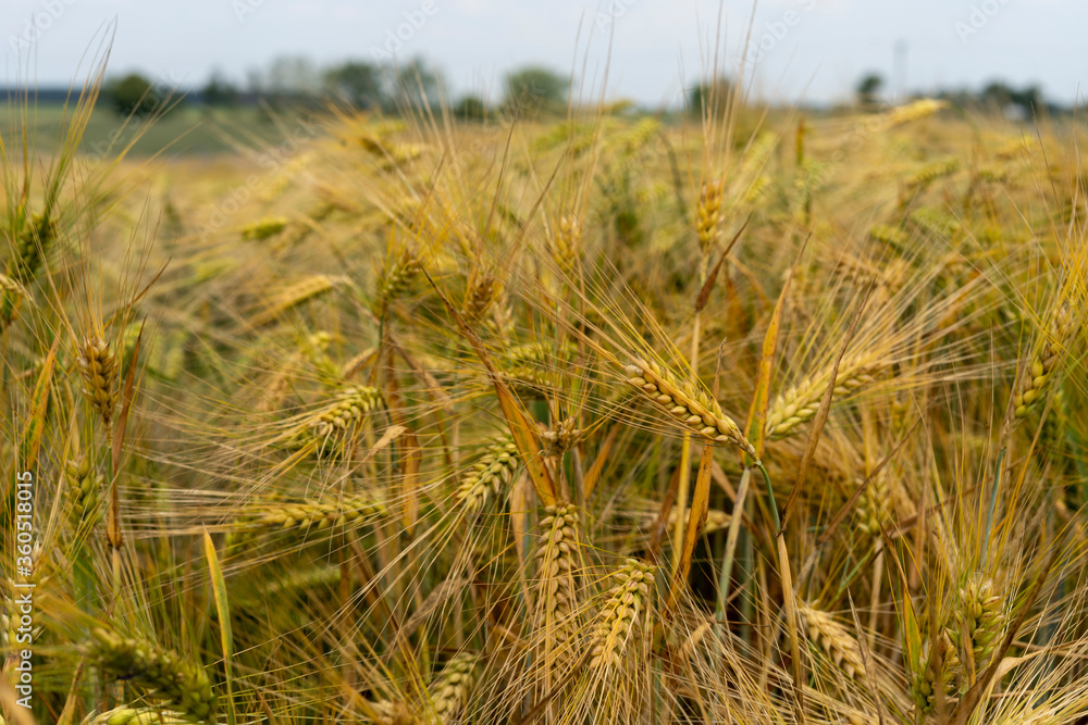 Panorama of wheat field. Background of ripening ears of wheat field. Beautiful Nature Landscape. Panorama of wheat field. Background of ripening ears of wheat field. Beautiful Nature Landscape.