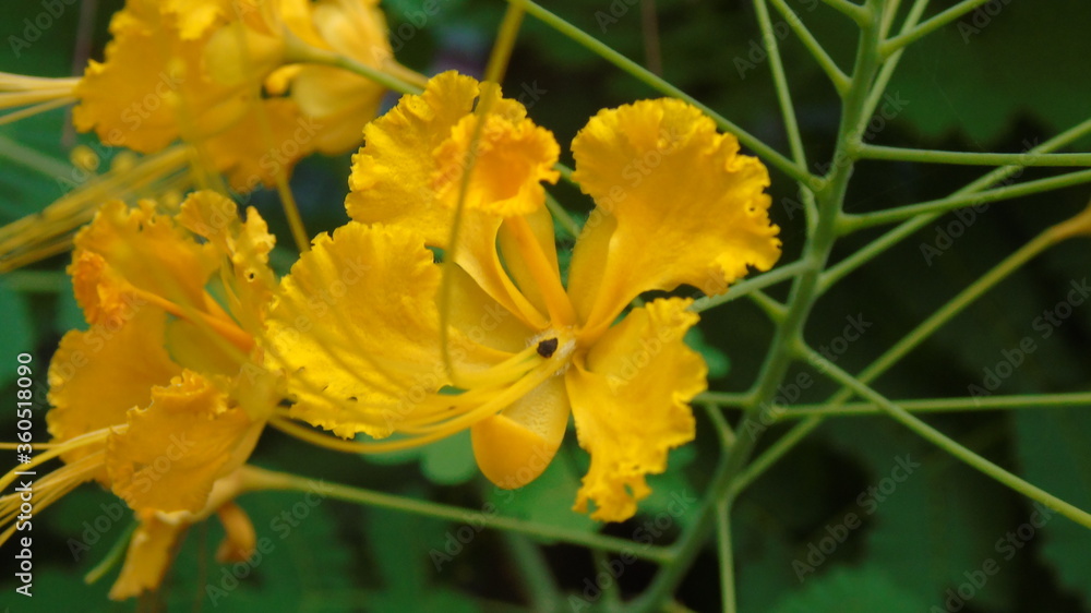 Fototapeta premium yellow tulip flower