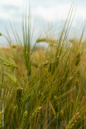 Panorama of wheat field. Background of ripening ears of wheat field. Beautiful Nature Landscape. 