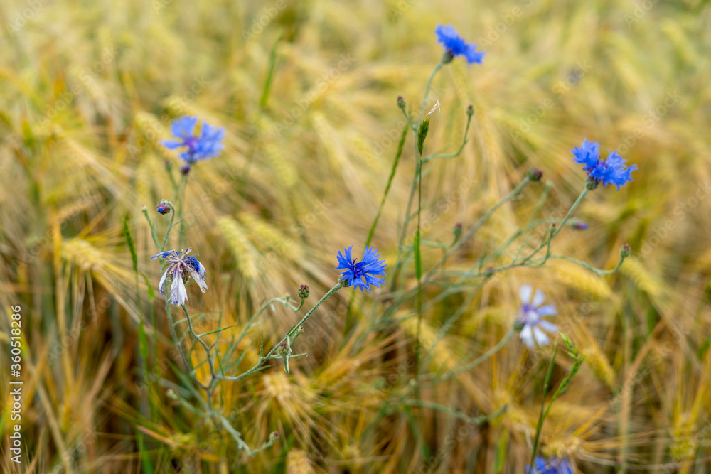 Summer field meadow