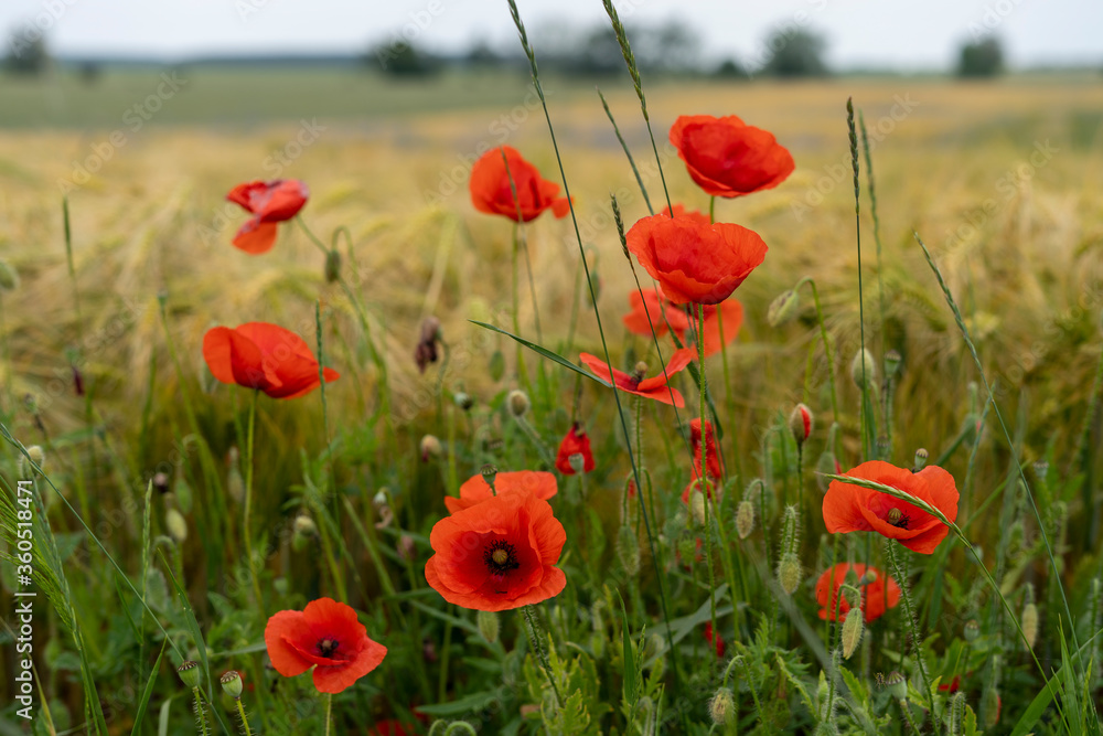 Obraz premium Red poppies in the field