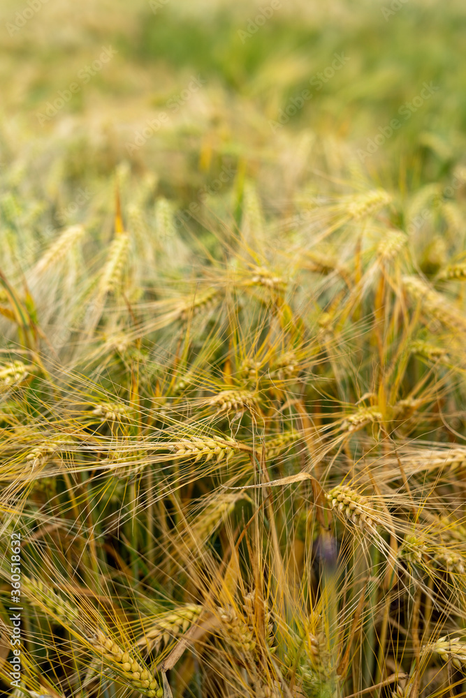 Fototapeta premium Panorama of wheat field. Background of ripening ears of wheat field. Beautiful Nature Landscape. 