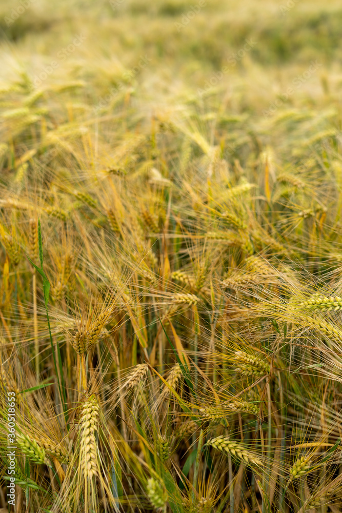 Fototapeta premium Panorama of wheat field. Background of ripening ears of wheat field. Beautiful Nature Landscape. 