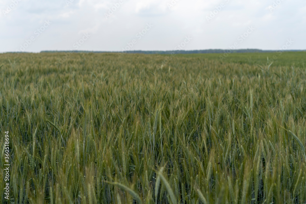 Close up of barley ear with green field on the background Close up of barley ear with green field on the background