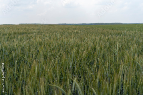 Close up of barley ear with green field on the background
