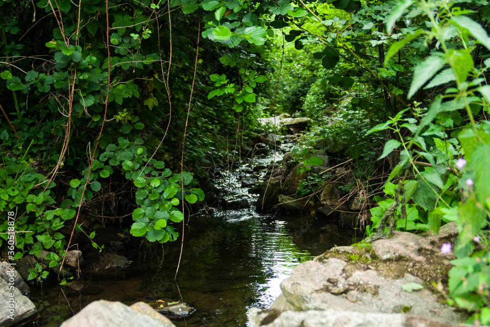 River hidden inside a forest with life spreading around it. River hidden inside a forest with life spreading around it.