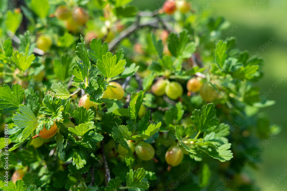 Fototapeta premium Ripe gooseberries on the bush