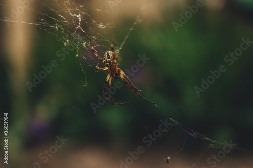 Little spider in web on blurry background.