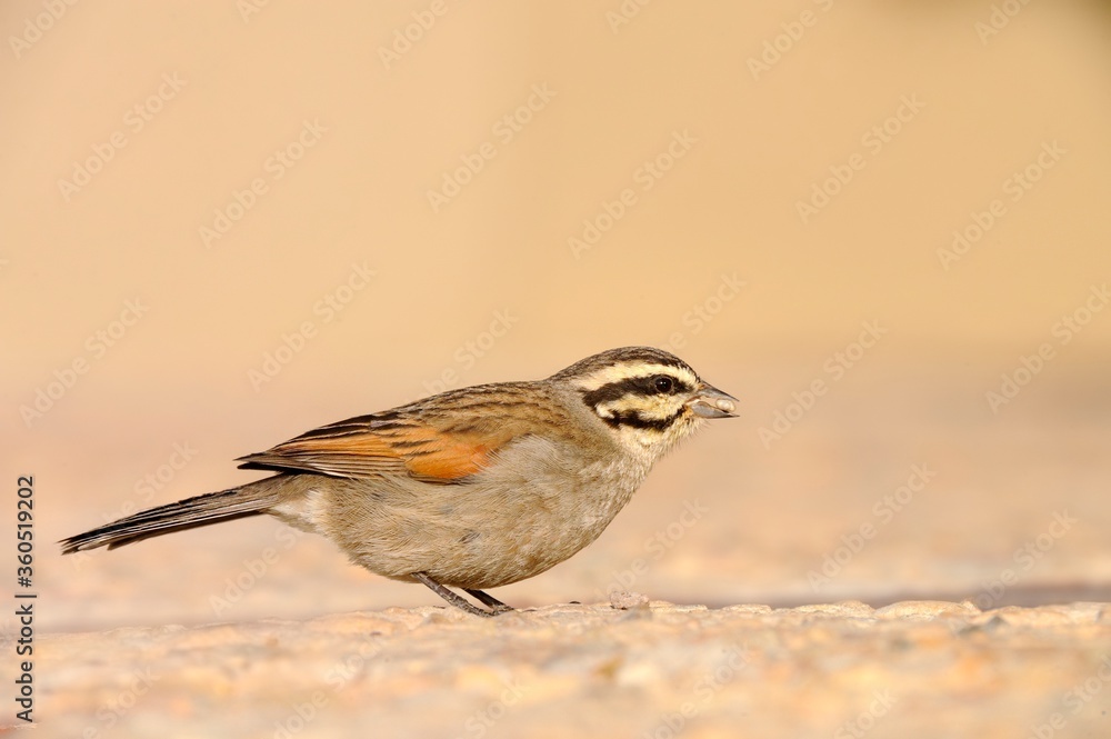CAPE BUNTING (Emberiza capensis) CAPE BUNTING (Emberiza capensis)
