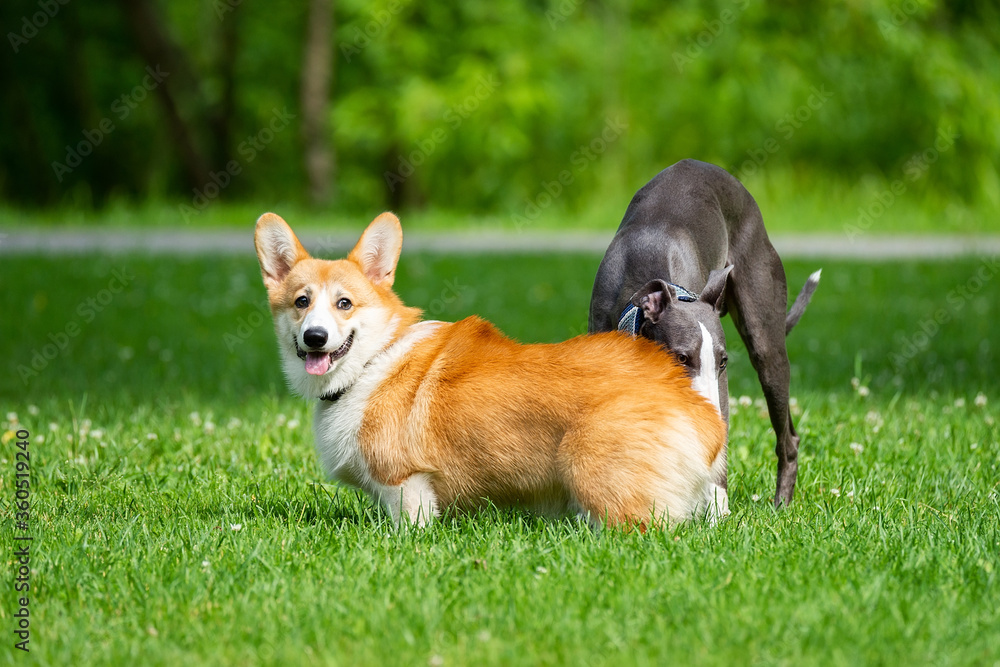 hound Greyhound and Corgi.