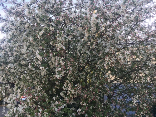 Apfelblüte
