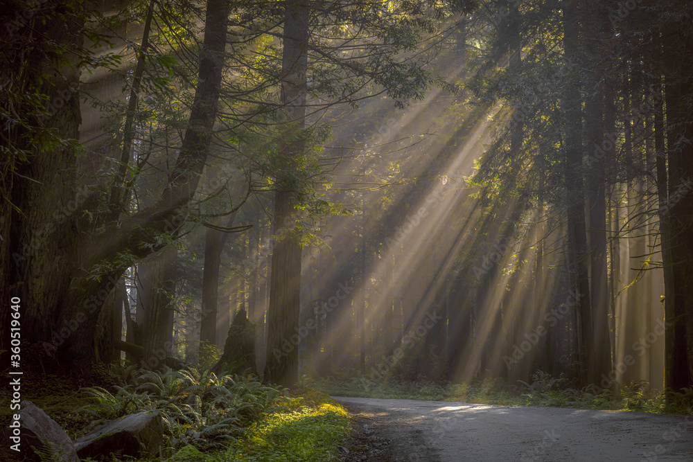 Fototapeta premium morning in the woods