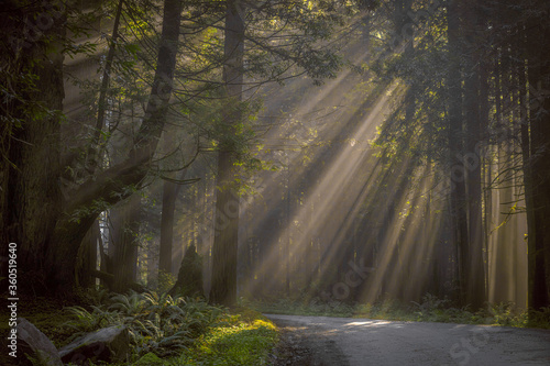 morning in the woods