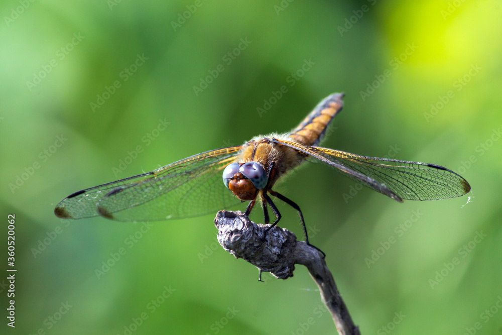 dragonfly on a leaf dragonfly on a leaf