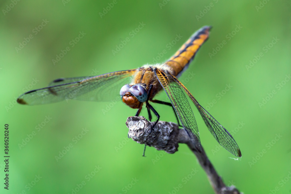close up of dragonfly close up of dragonfly