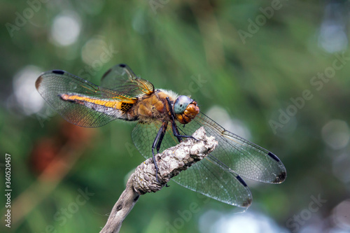 dragonfly on a branch © Иван Шкрибляк