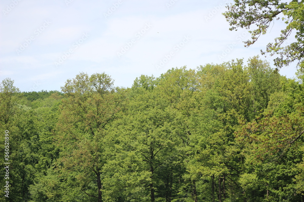 Lainzer Tiergarten und seine schönheit Lainzer Tiergarten und seine schönheit