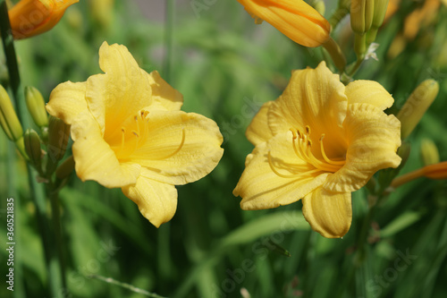 Beautiful summer flowers of New England 