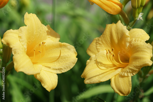 Beautiful summer flowers of New England 