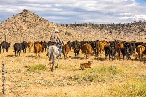 Murais de parede Paulina, Oregon, A cowboy and his dog moving a herd of cattle to another pasture