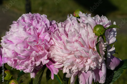 Beautiful pink Peonies flowers in a garden on countryside background.
