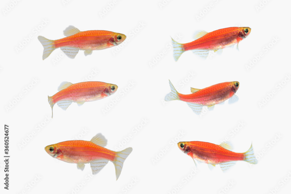 The pink zebra danio Glofish on white background The pink zebra danio Glofish on white background