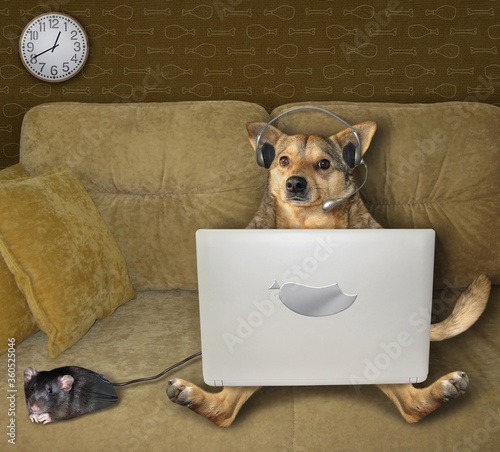 The beige dog in headphones is using a silver laptop on a sofa at home. A black computer mouse is next to him. © iridi66