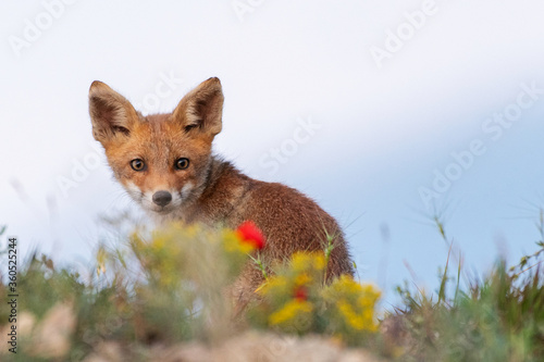 A young Fox looks at the camera. Vulpes vulpes, close up © Tatiana