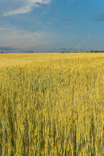 A big  immense wheat field on a sunny day in summer