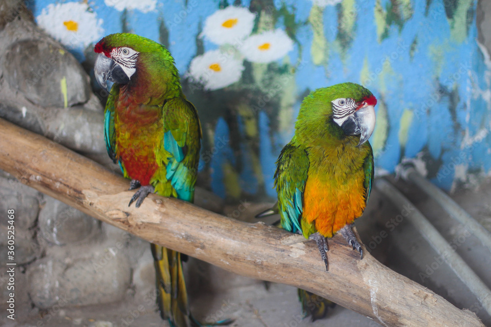 Obraz premium Macaw. Colorful parrot in zoo, Azerbaijan.