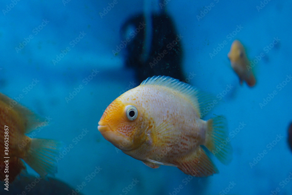 Colorful fishes in an aquarium. Colorful fishes in an aquarium.