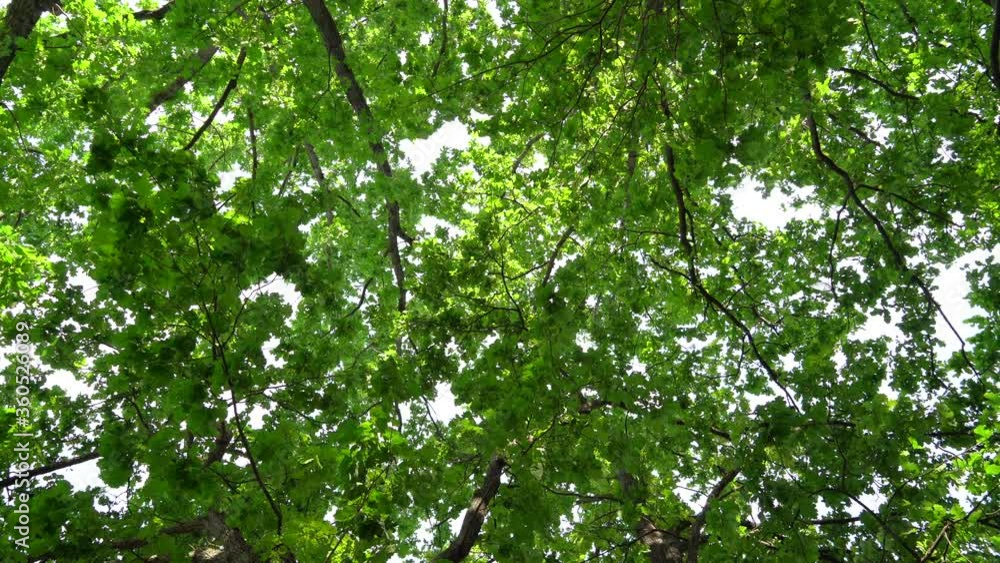 Temperate Rainforest Moldavian Landscape. Beautiful view of the forest Temperate Rainforest Moldavian Landscape. Beautiful view of the forest