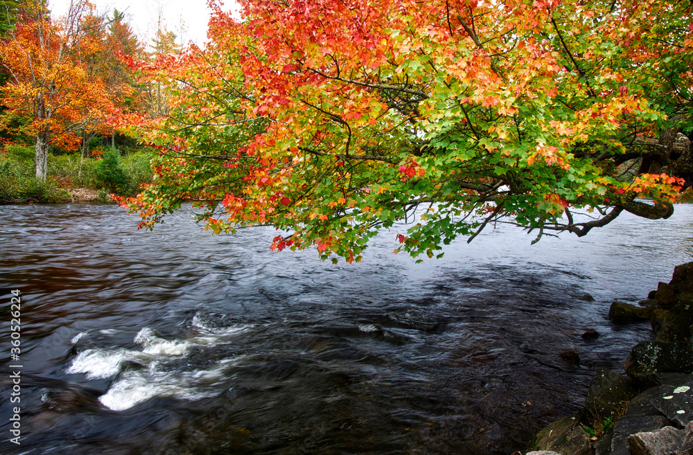 Flowing water stream with autumn leaf color.