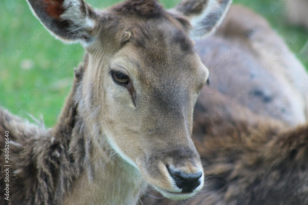 Fototapeta premium Der Lainzer Tiergarten