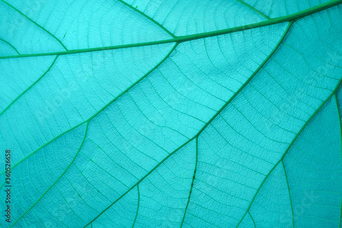 close up of Light blue leaf