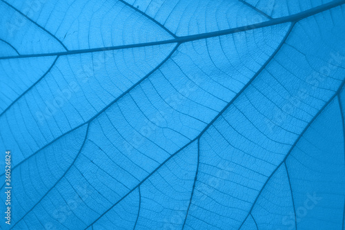 close up of blue leaf