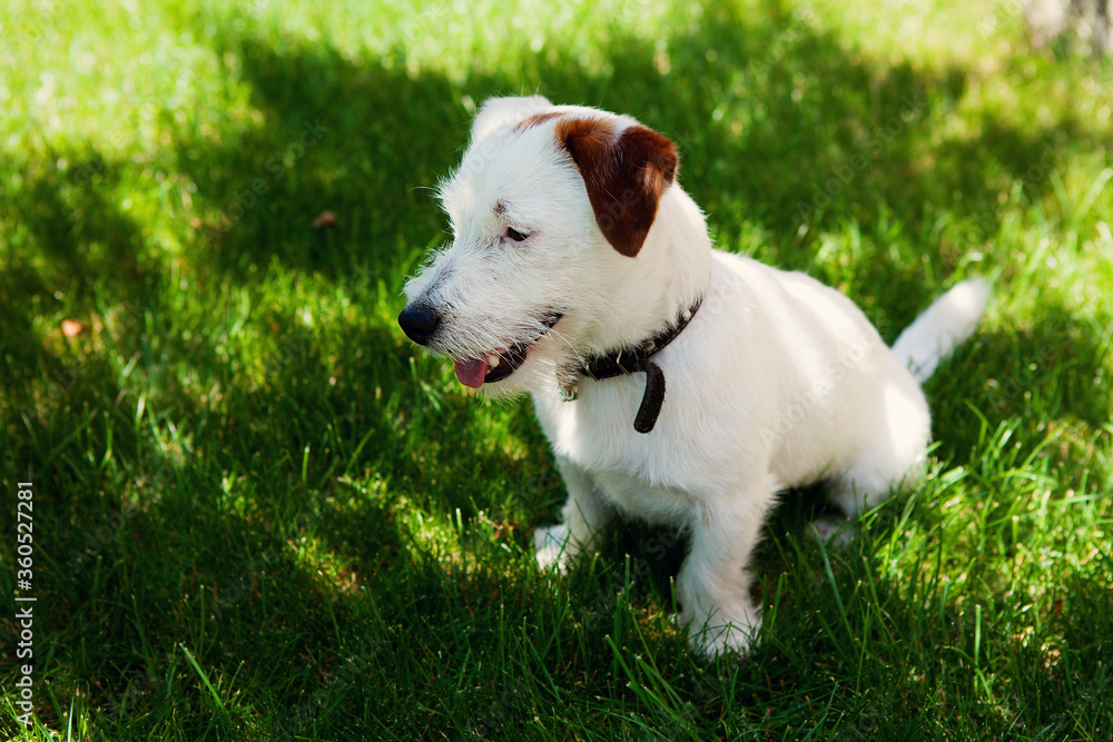 Cute dog Jack Russell Broken on green grass background. Pet care concept.