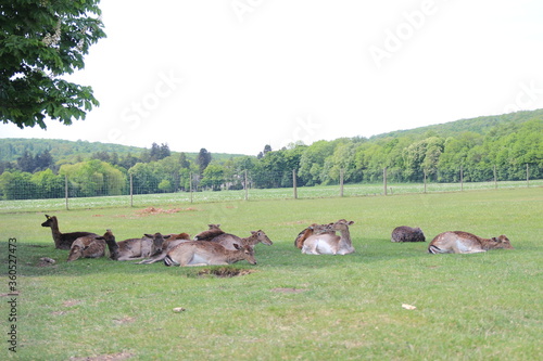 Der Lainzer Tiergarten